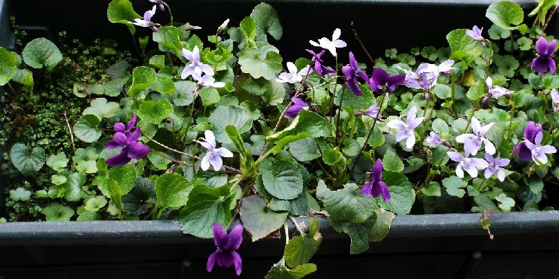 Sono tornate a fiorire le viole...Viola odorata e Viola reichenbachiana